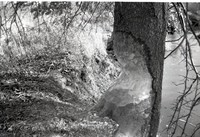 Unidentified Black and White Negatives from Soil Conservation Service taken in 1979
