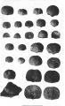 Brachiopods and Orthidae fossils