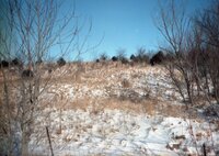 Snowy fields