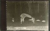 Outdoor theater production of Midsummer night's dream, The University of Iowa, May 14, 1925