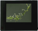 Echinocystis lobata (Wild balsam apple) specimen