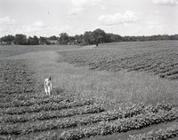 Young Girl Stands in Cornfield