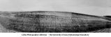 Chicago, Milwaukee and St. Paul Railroad cut, Manning, Iowa, June 10, 1915