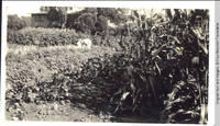 Man and girl in vegetable garden