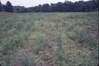 Melvin Bird switchgrass