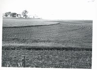 Lester Moeller strip cropping, 1965