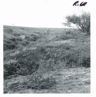 Ray Stillmunkes gully after partial clearing, 1969