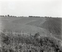 Terraced and Contoured Field with Unidentified Crop