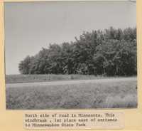 Windbreak on the Minnesota-Iowa border line, near the entrance to the Minnewaukon State Park.