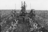 Steel-wheeled tractor with weeder, 1945