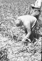 1978  No-till corn tour