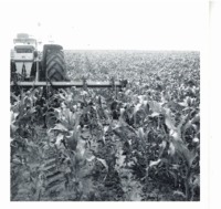 Six row cultivator, 1969