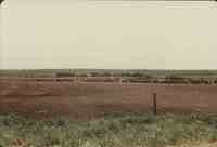 Cattle on Gil Winter Farm