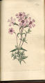 Fine-leaved Phlox, Moss Phlox, Mountain Phlox, Moss Pink