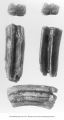 Pleistocene Fauna, horse teeth and superior molars, Cox Pit, Missouri Valley, Iowa, late 1890s or early 1900s