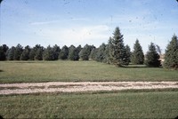 Reiman Schnieder windbreak.