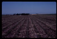 No Till Crops on Jared Herbert's Farm.