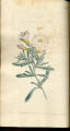 Silvery-leaved Bind-weed, Silverbush, Bindweed