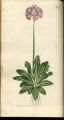 Long-leaved Primula