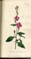 Rose-coloured Oenothera, Evening Primrose, Sundrops, Suncups