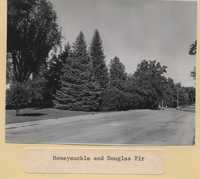 Windbreaks.