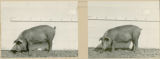 Experiment 315, representative pig #10B, 1929