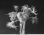 Bouquet of sea lilies, crinoids dredged by the Bahama Expedition, late 1890s or early 1900s