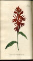 Scarlet Lobelia, Cardinal's Flower,Indian Pink