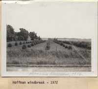Windbreak on the Hoffman Farm.