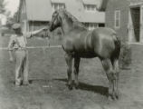 Percheron horse, 1931