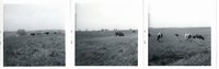 Gerlach pasture with livestock, 1968