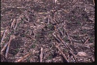 No Till Crops on Jared Herbert's Farm.