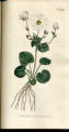 Parnassia-leaved Crowfoot, Buttercup, Crowfoot