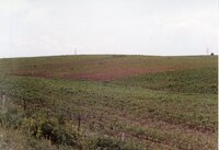 Grassy fields