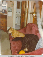 Mollie and Fannie on couch