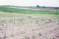 1986 Water in Fields