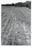 Field after crops are harvested