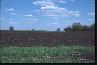 Mulch tilled field.