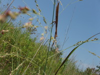 2007 Praying mantis on switchgrass