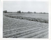 Photograph Collection Of Cropland  