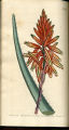 Succotrine Aloe