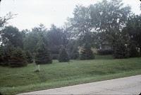 Windbreak on John Coburn's farm.