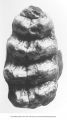 Pleistocene Fauna, grinding surface of 6th upper molar of Mastodon americanus Kerr from a well, Mapleton, Iowa, late 1890s or early 1900s