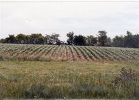 1990 No-till corn