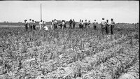 1978  No-till corn tour