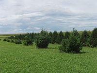 2007 Jack Strawhacker photos of field windbreak