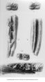 Pleistocene Fauna, cheek teeth inferior, 1-2-3-4-5 Equus complicatus, 6 - Equus scotti from Cox Pit, Iowa, late 1890s or early 1900s