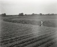Man in Bean Field with Hand in Bushes
