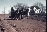 Four Horses