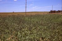 Larry Braby's Farm Before and After a Wetland Construction Project.